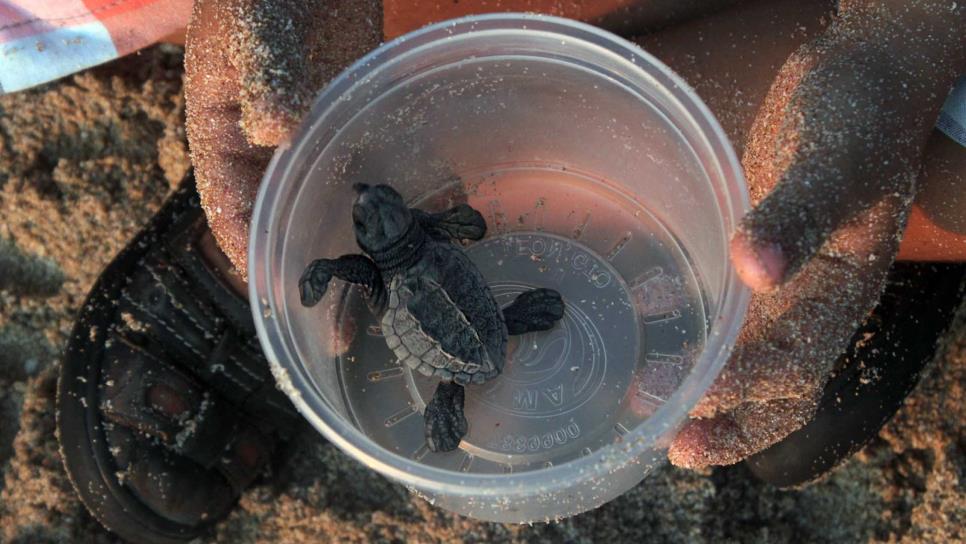 Ni Os De Preescolar Liberan Cr As De Tortuga Golfina En Mazatl N Luz