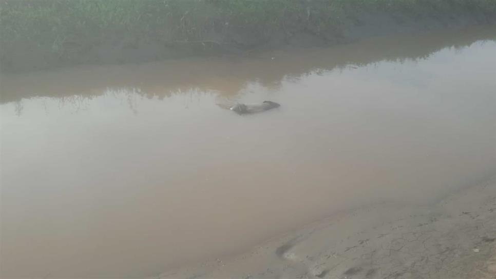 Hallan Hombre Sin Vida Flotando En Canal De Navolato Luz Noticias