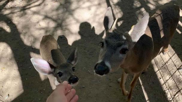 Animales de El Venadario se están muriendo de hambre piden apoyo para