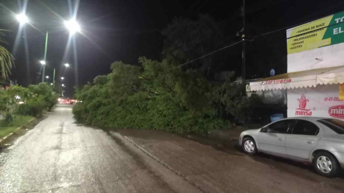 Fuertes vientos derriban un árbol en El Fuerte sobre la carretera a