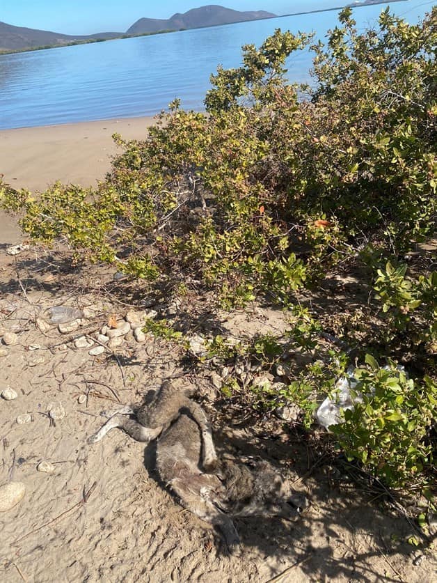 Denuncian Envenenamiento Masivo De Perros En Playa El Maviri Luz Noticias