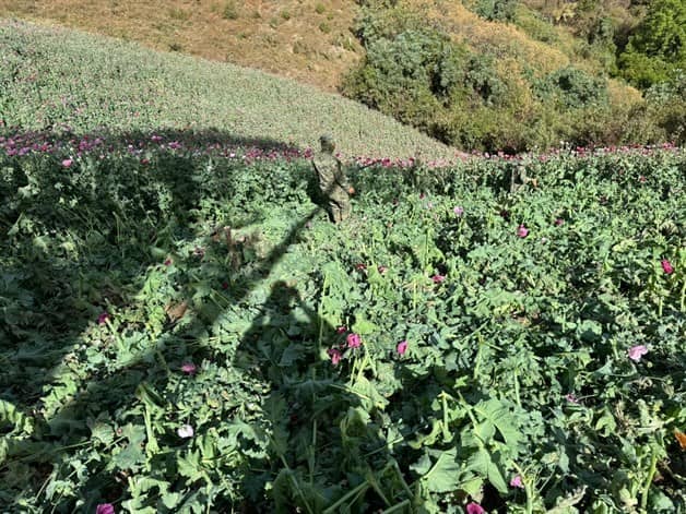 Marina Localiza Y Destruye Ocho Plant Os De Amapola En La Sierra Del