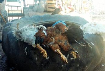 Amanecen muertas 46 gallinas en San Blas, El Fuerte