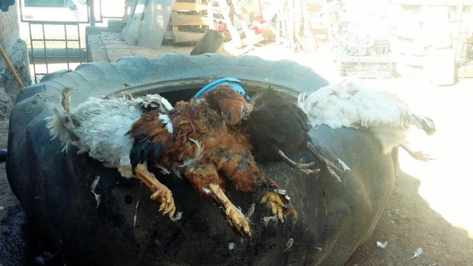 Amanecen muertas 46 gallinas en San Blas, El Fuerte