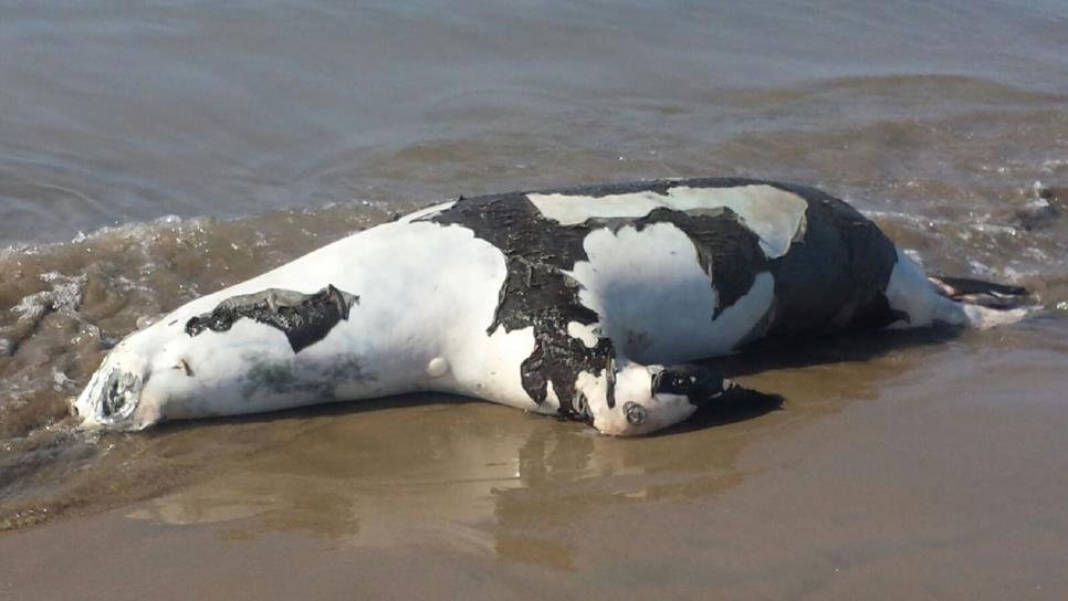 Encuentran cadáver de lobo marino en El Maviri