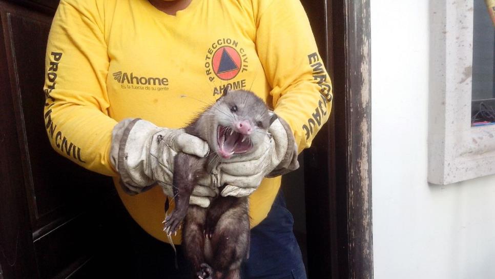 Tlacuache causa caos en vivienda de la Scally