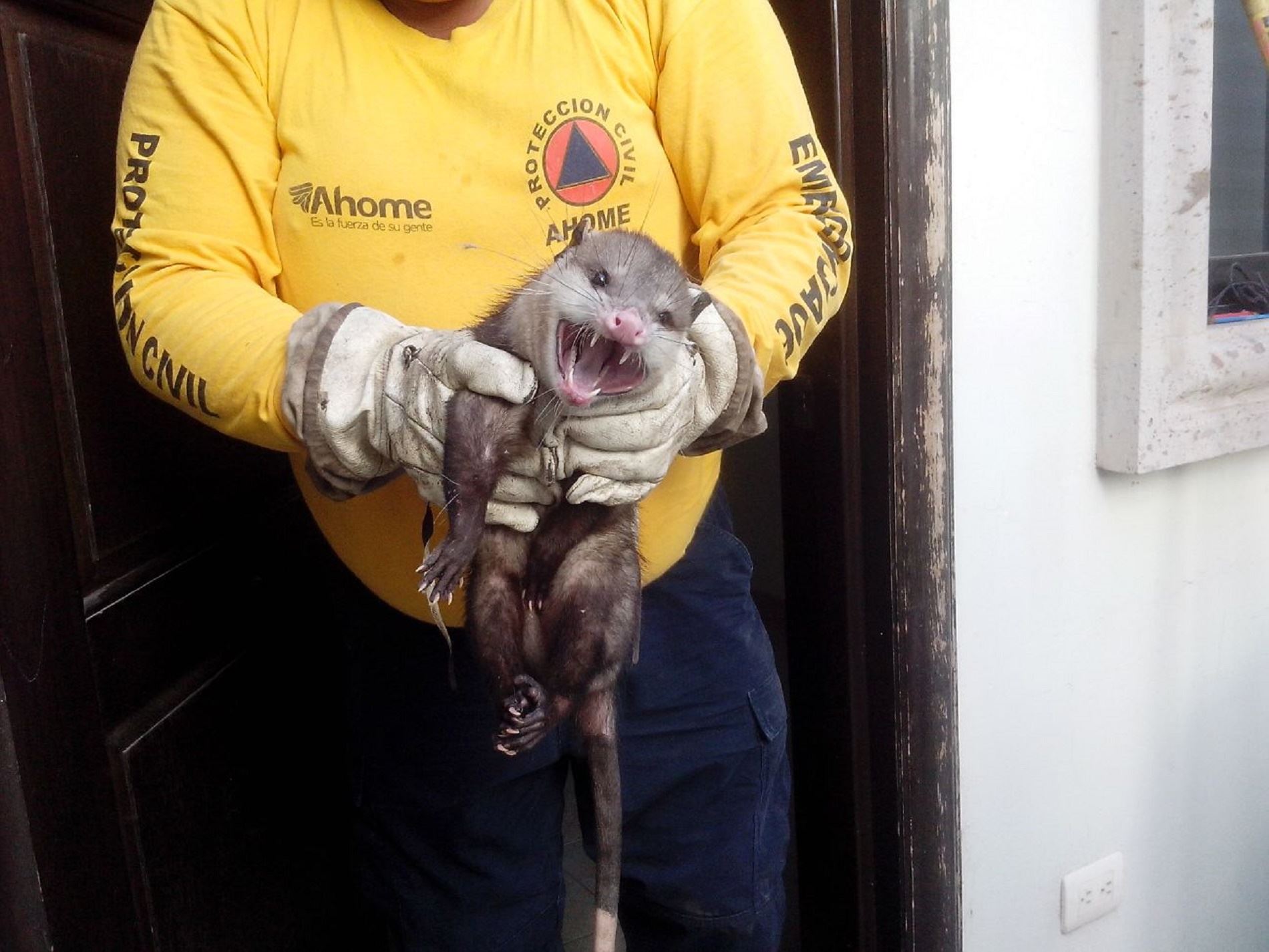 El tlacuache que fue rescatado por elementos de Protección Civil.