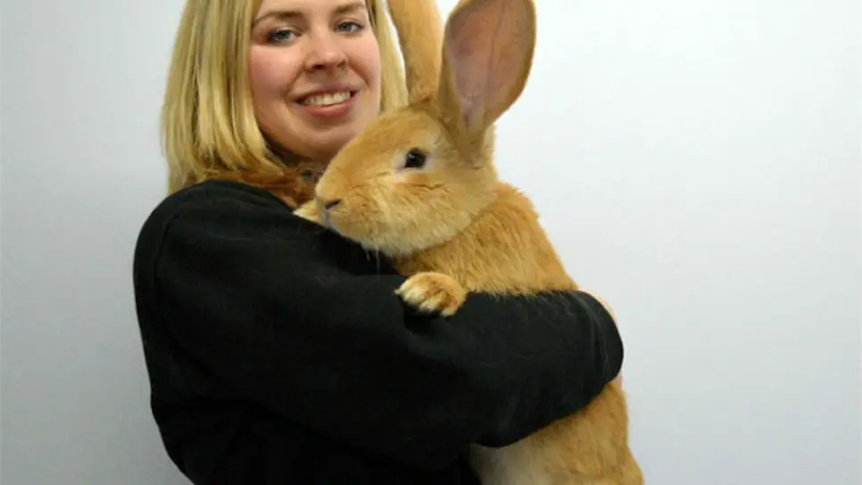 Atlas, el conejo con el tamaño de un perro