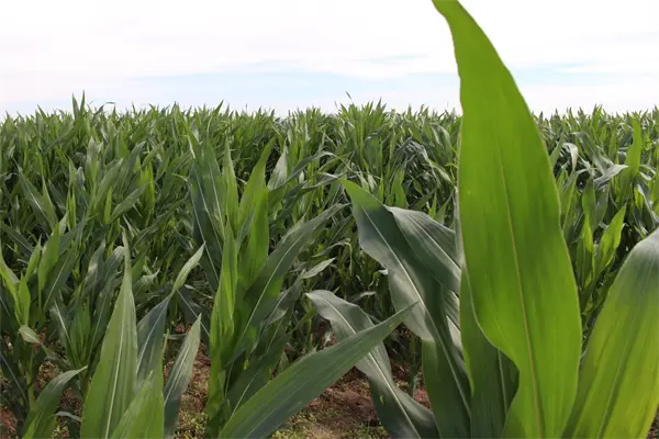 Definen esquema para productores con más de 20 ha de maíz Definen esquema para productores con más de 20 ha de maíz