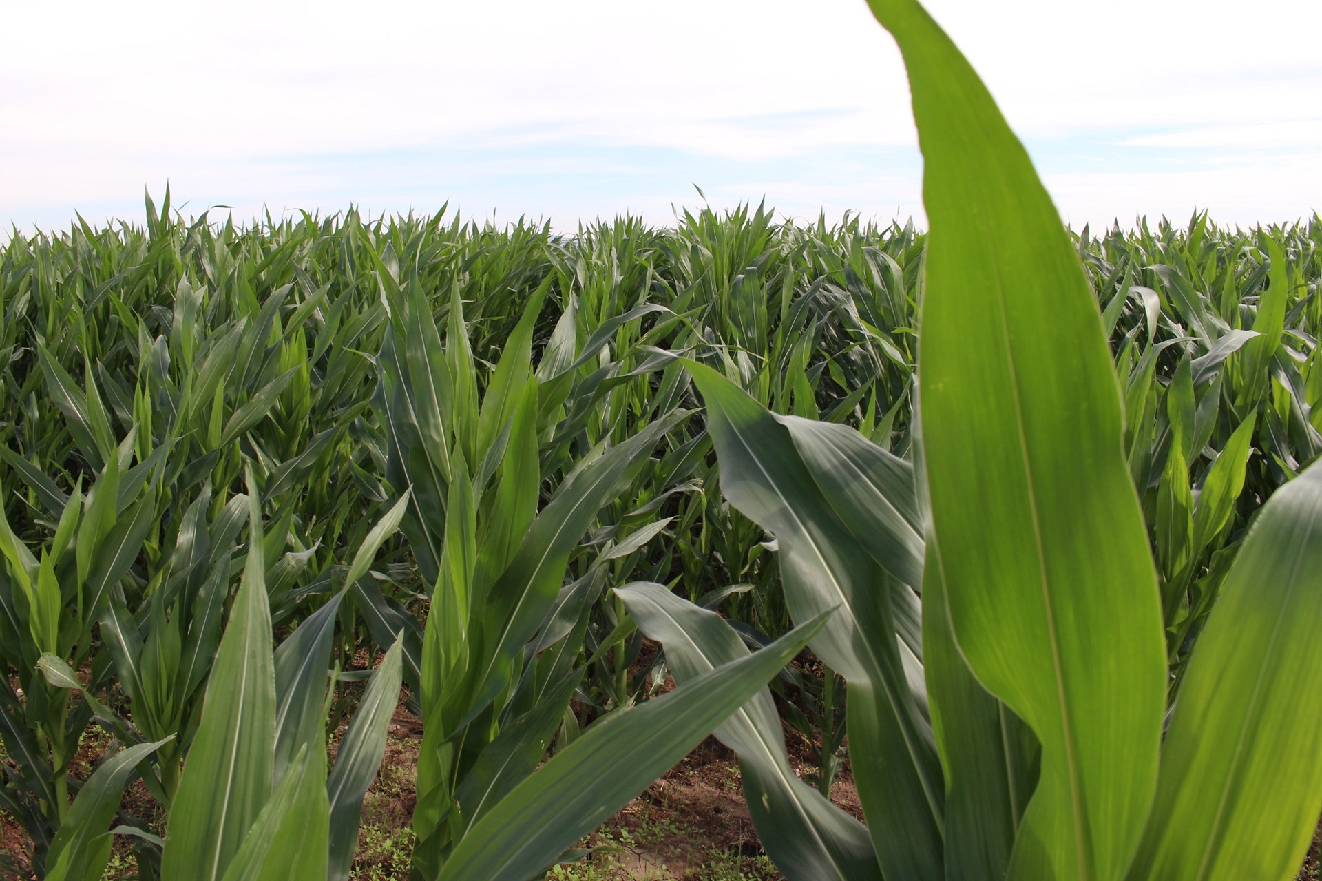 Definen esquema para productores con más de 20 ha de maíz