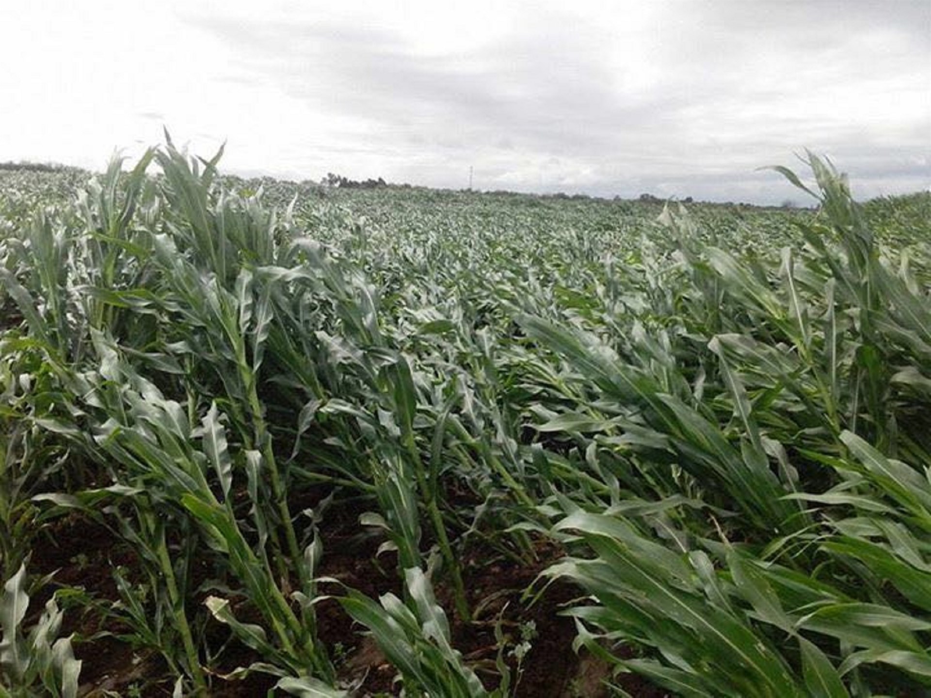 Sin registro de daños en cultivos por fuertes vientos