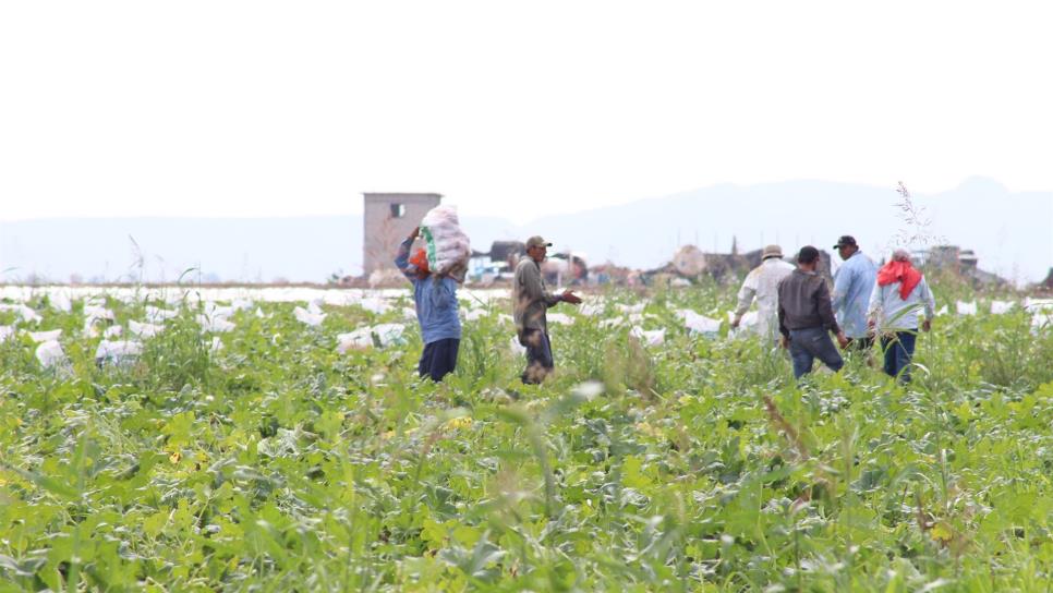 Jornaleros, principales víctimas de agroquímicos