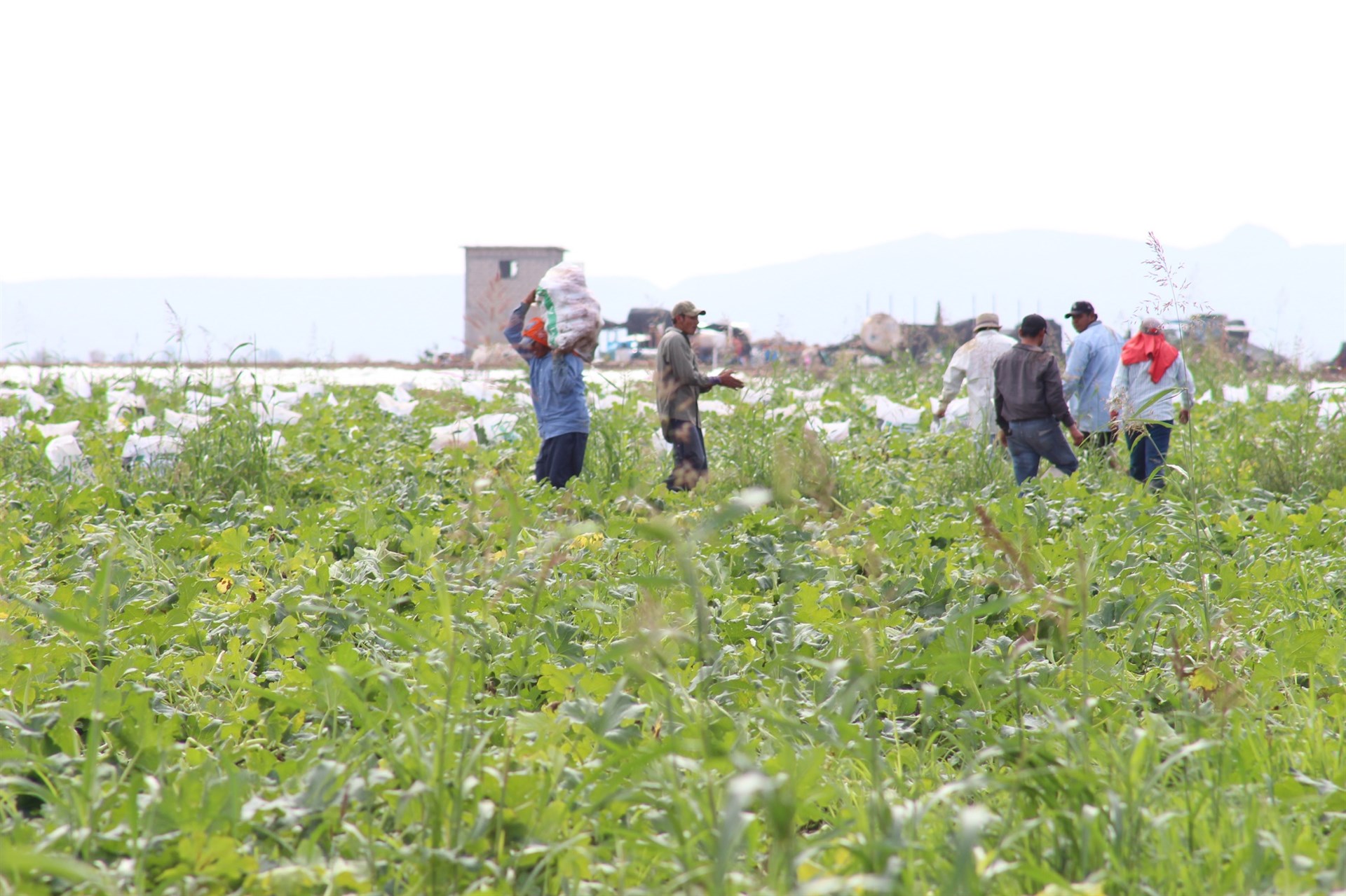 Jornaleros, principales víctimas de agroquímicos