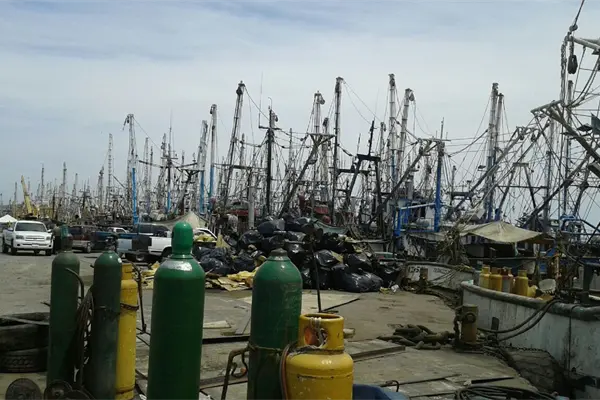 Duele a pescadores veda del camarón y la electoral Duele a pescadores veda del camarón y la electoral