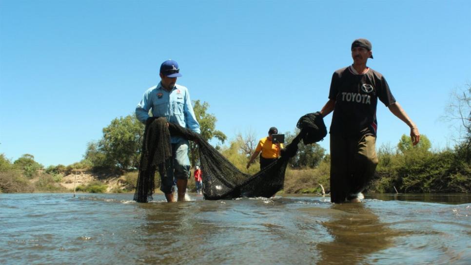 Rescatan al lobo marino que nadaba en el Río Fuerte