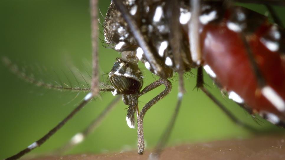 Detectan otra enfermedad que transmite el Aedes Aegipty