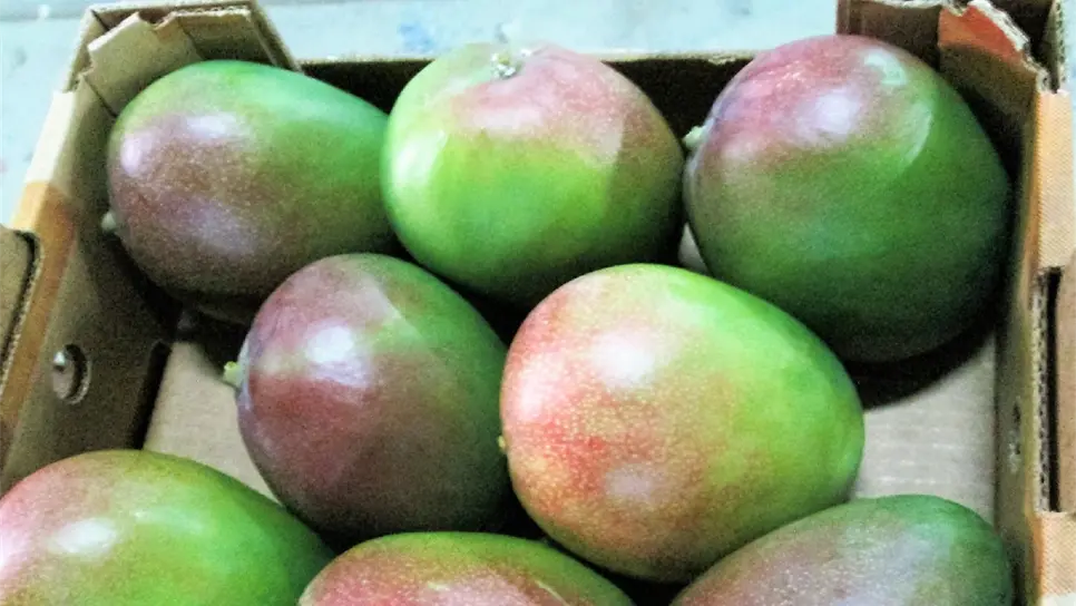 Mango, buena producción buen precio