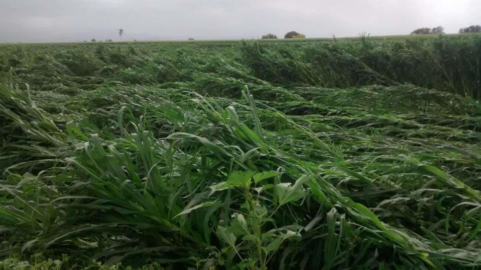 Cambio climático ha puesto en jaque a Sinaloa