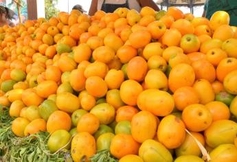 Reportan baja producción de ciruela