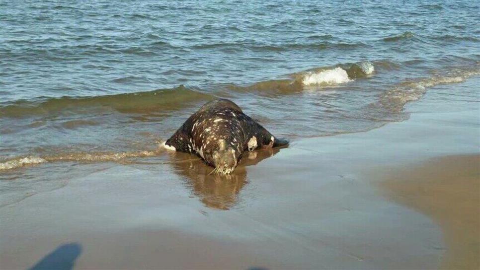 Hallan muerto un lobo marino en El Maviri