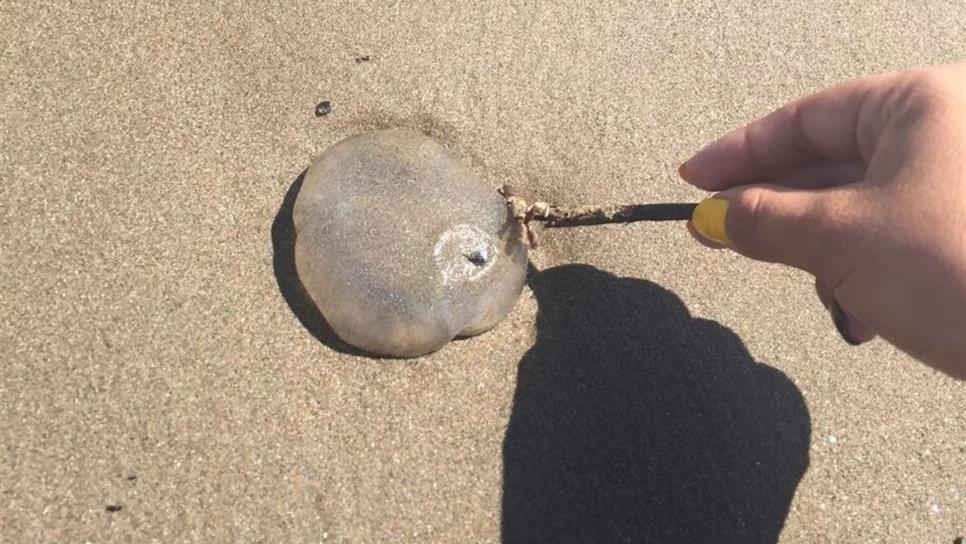 Aguamalas queman a cerca de 200 bañistas en playas de Mazatlán