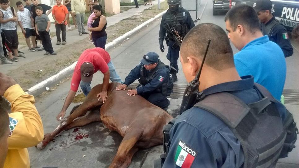 Yegua se lesiona al caer en rendijas de alcantarillado