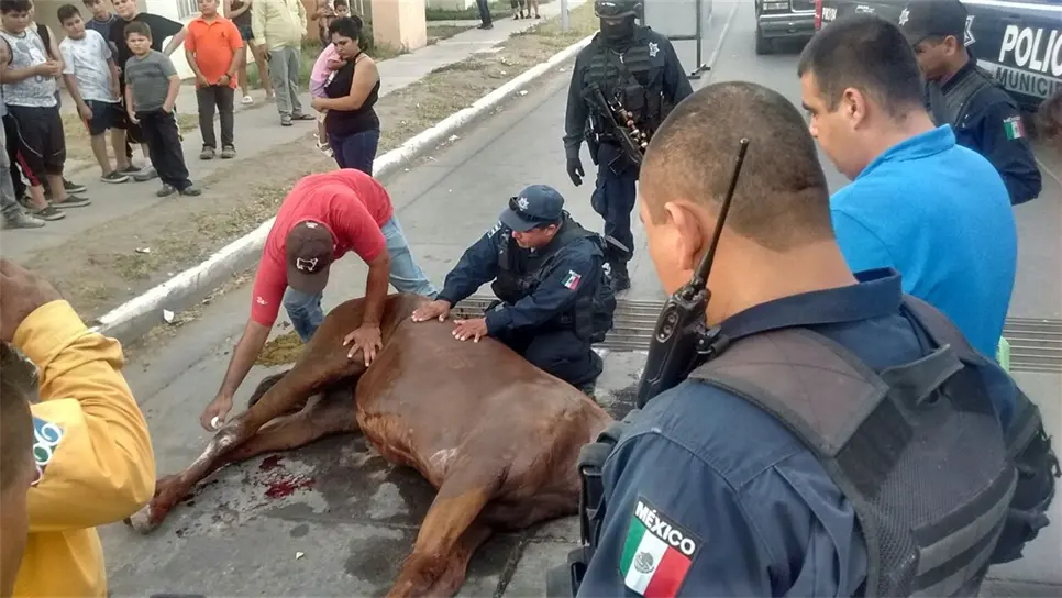 Yegua se lesiona al caer en rendijas de alcantarillado