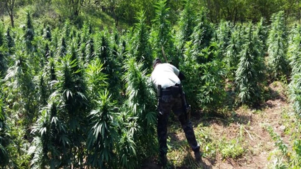 Destruyen más de 3 toneladas de mariguana