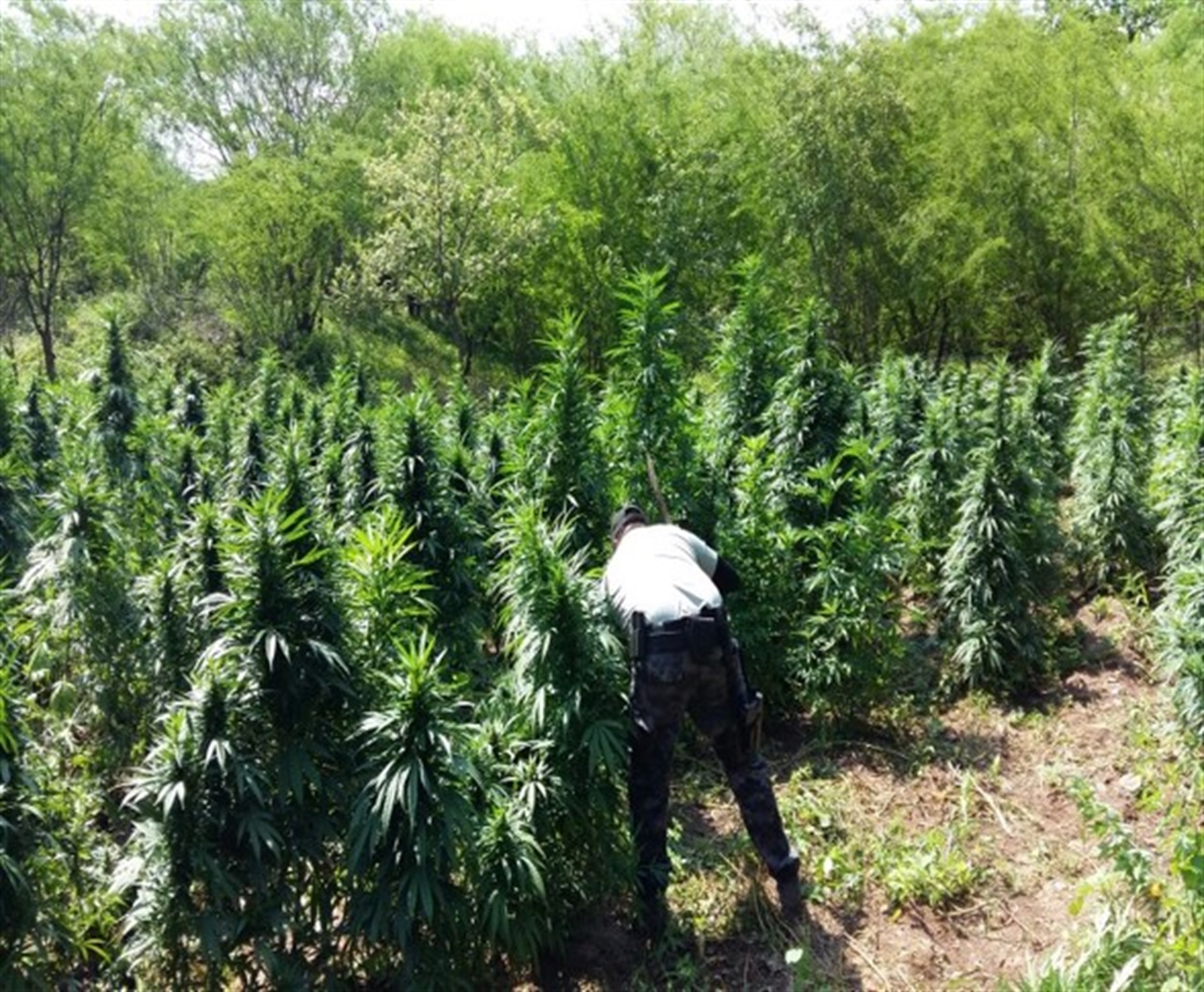 Destruyen más de 3 toneladas de mariguana