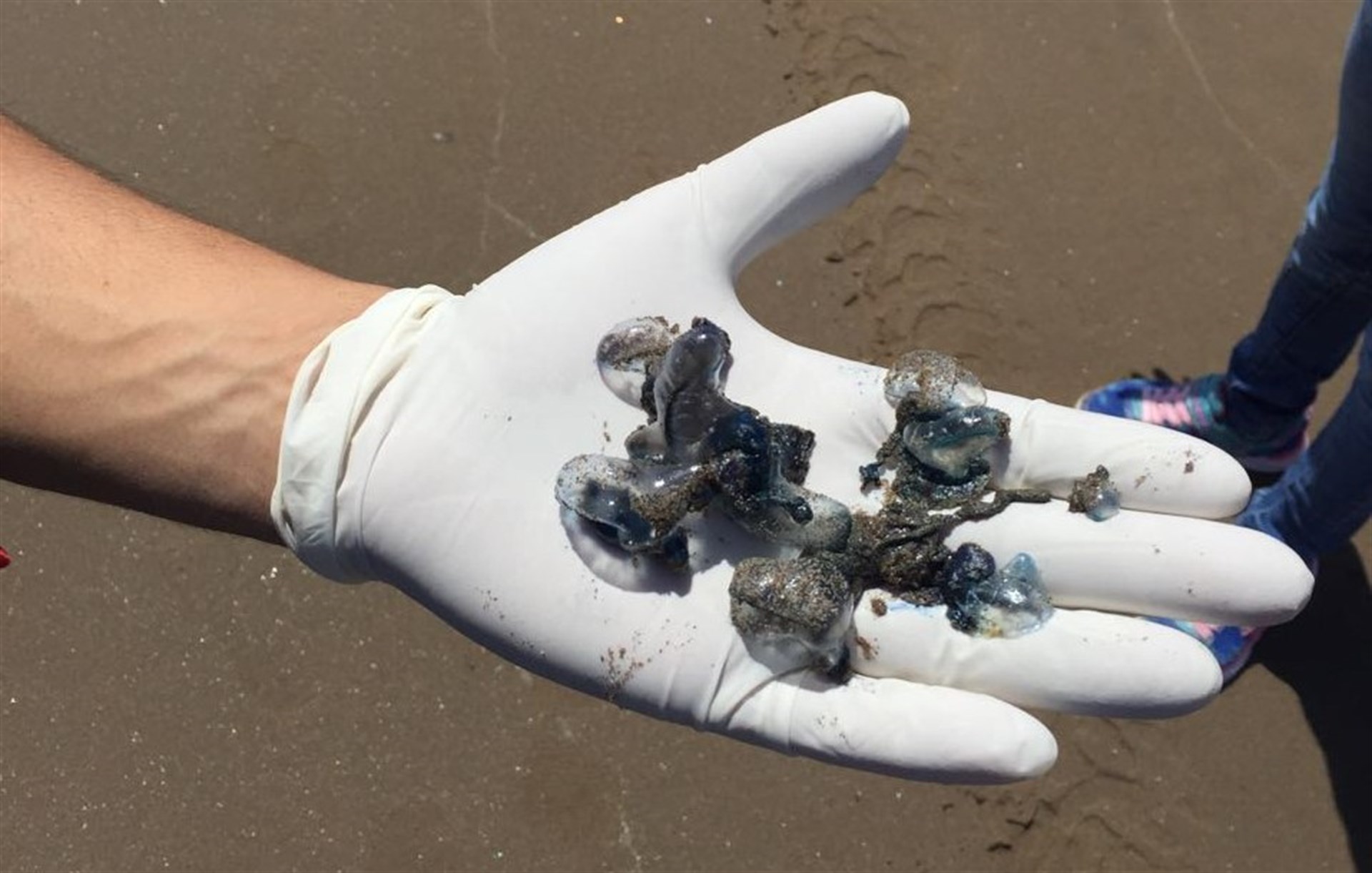 Aplicarán protocolo español en El Maviri por presencia de medusas