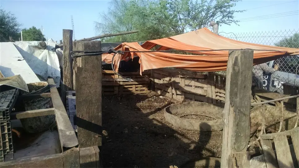 Sin denuncia el robo de 37 borregos en la zona industrial