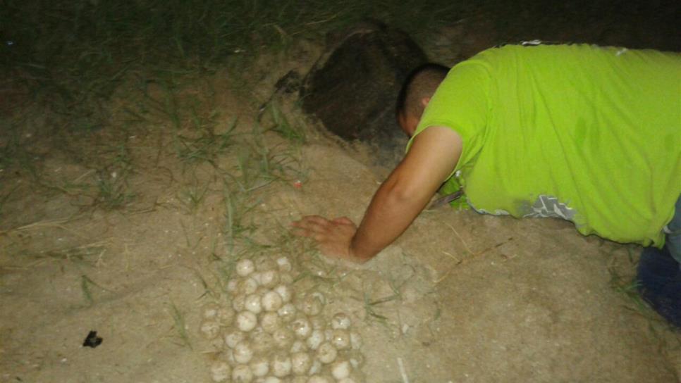 Disfrutan turistas el desove de una tortuga marina