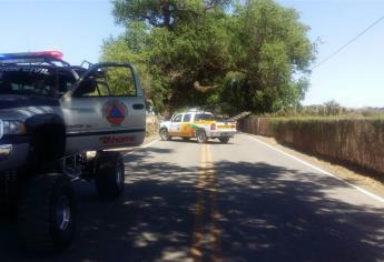 Pican abejas a 3 niños en Higuera de Zaragoza