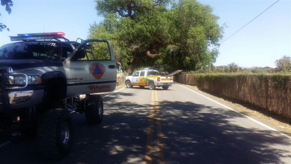 Pican abejas a 3 niños en Higuera de Zaragoza