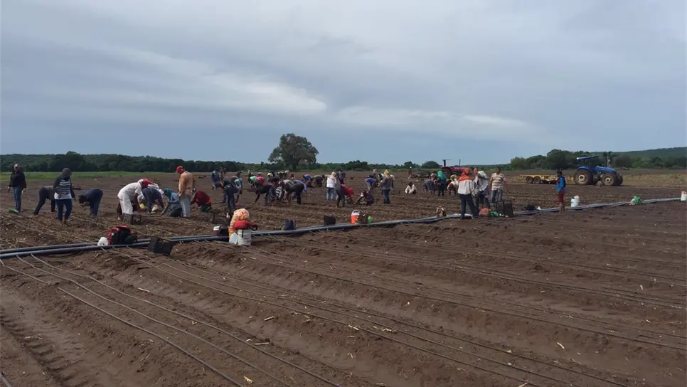 Siembran por primera vez cebolla blanca