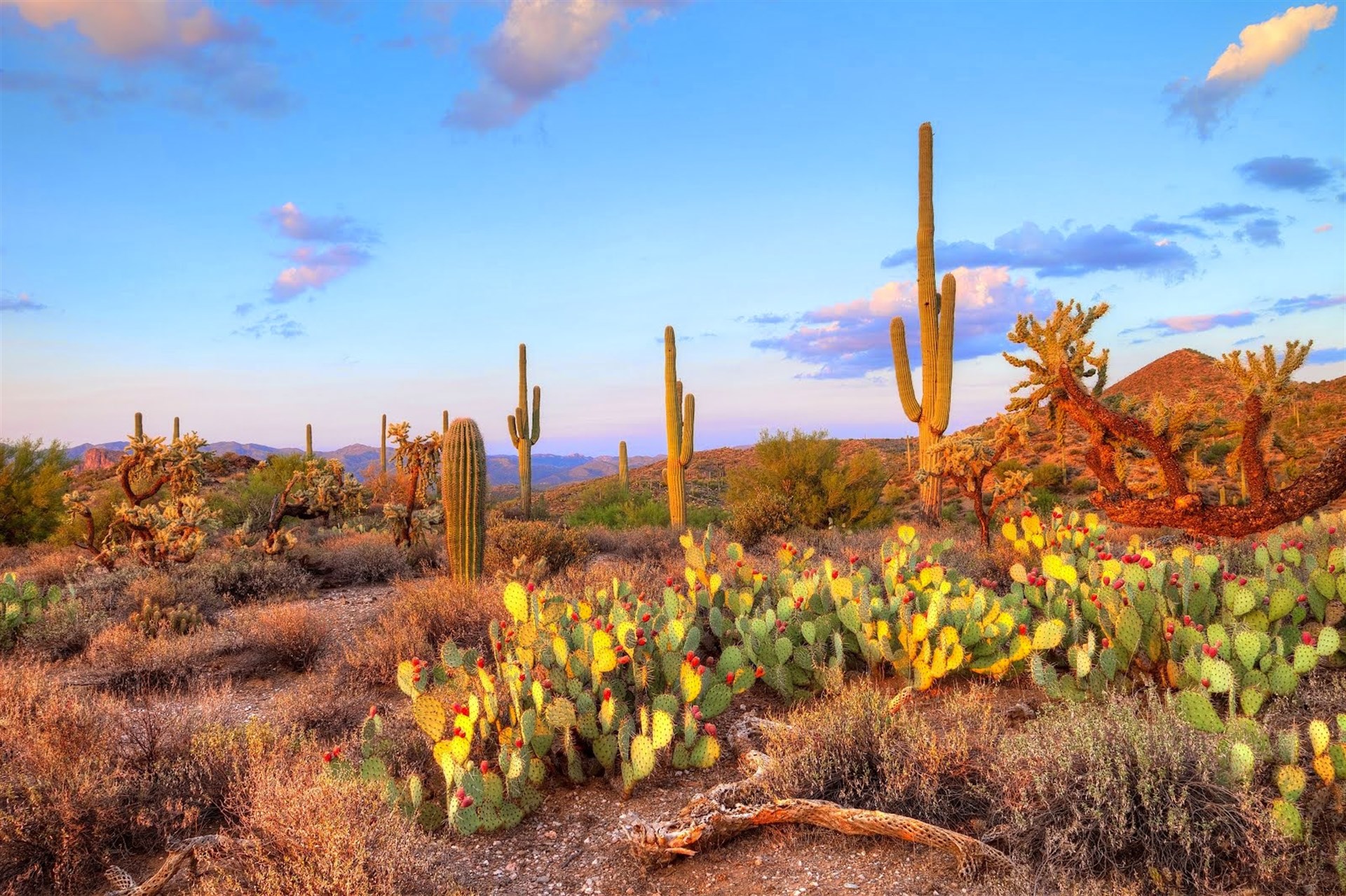 La zona semiárida se vuelve en una selva en unas cuantas semanas de lluvia. FOTO: Internet