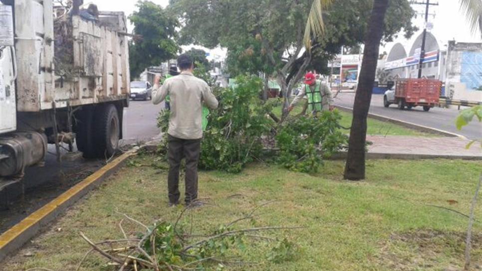 Chubascos provocan caída de árboles en Culiacán