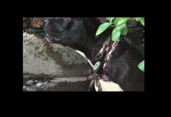 Liberan a perro que estuvo encadenado más de un año