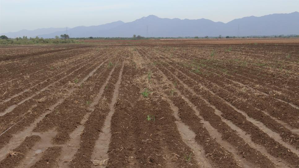 Productores defenderán “con todo” el presupuesto: Bosco de la Vega