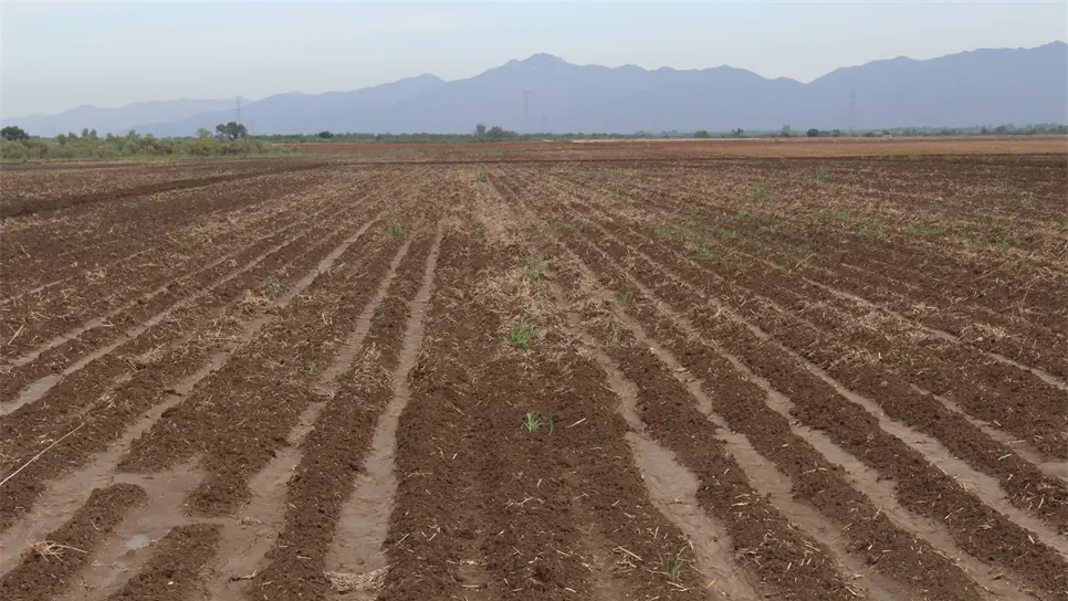 Productores defenderán “con todo” el presupuesto: Bosco de la Vega