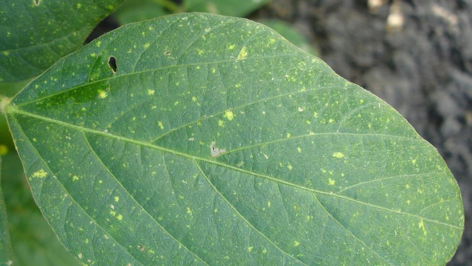 Estudian asociación entre hongos y plantas en cultivo