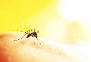 Sin casos de zika en el sur de Sinaloa