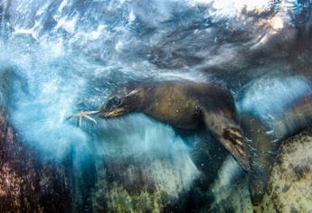 Mexicano gana concurso de fotografía ambiental con león marino