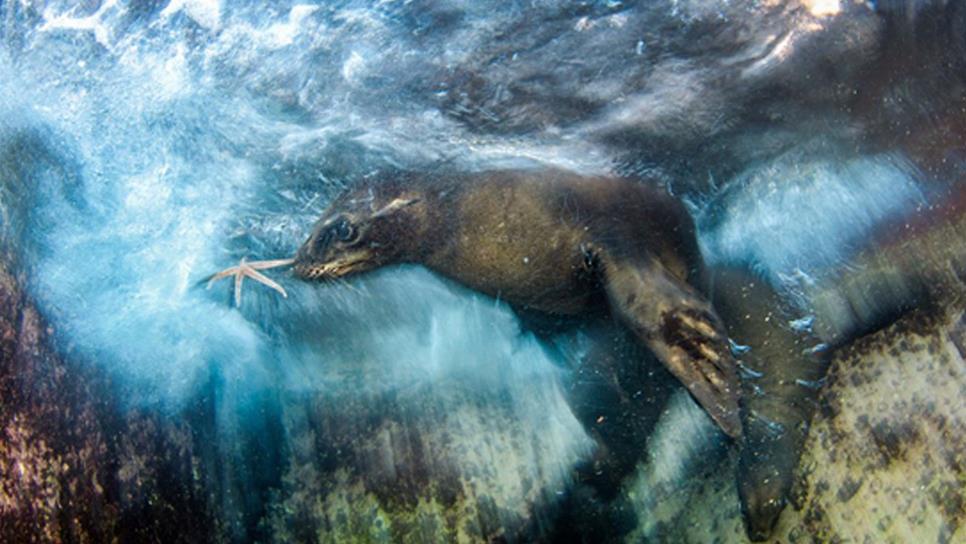 Mexicano gana concurso de fotografía ambiental con león marino