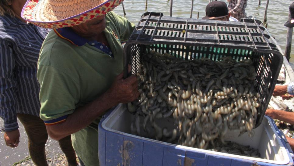 Viven pescadores mala temporada de camarón