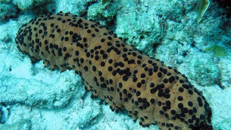 Pepino de mar Neothyone gibbosa. FOTO: Cortesía.