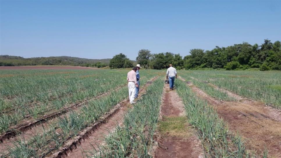 Inicia con optimismo siembra de cebolla blanca