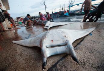 Mantas de espina se encuentran en peligro de extinción