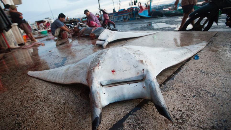 Mantas de espina se encuentran en peligro de extinción