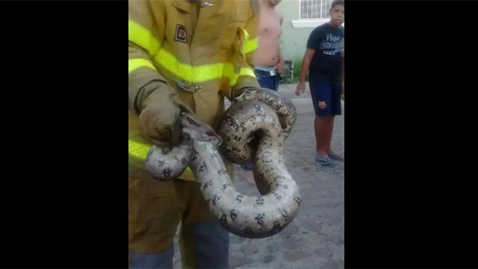 Bomberos Veteranos se encargaron del reptil.